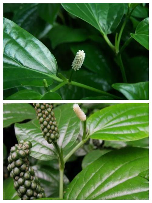 荜茇.jpg