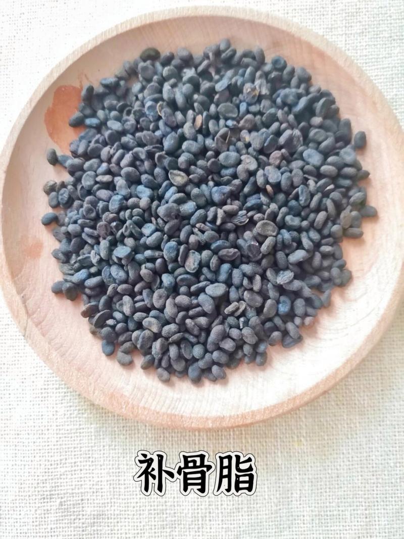 补骨脂.jpg