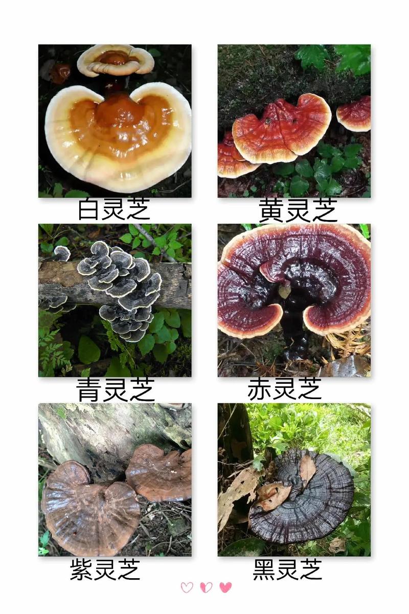 灵芝.jpg