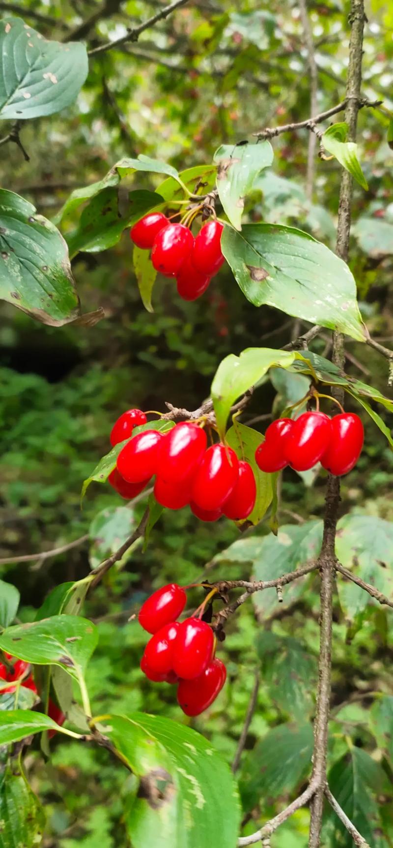 山茱萸.jpg