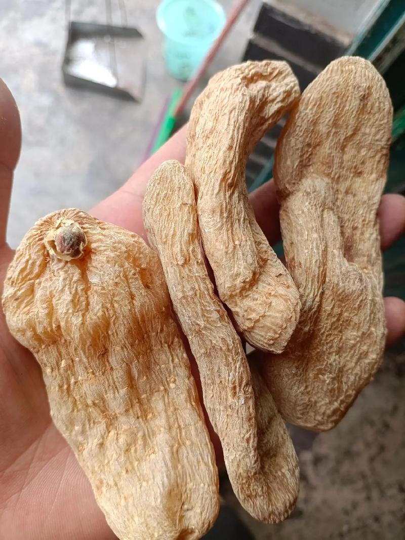 天麻.jpg