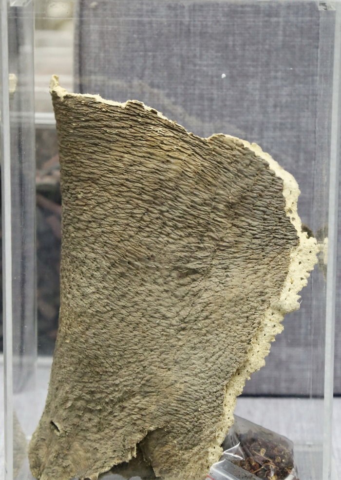 野猪皮.jpg