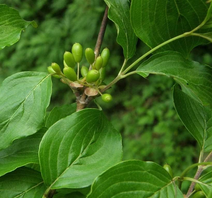 山茱萸2.jpg