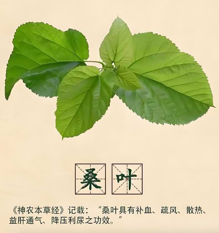 桑叶2.jpg