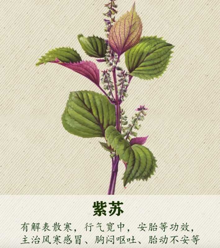 紫苏.jpg